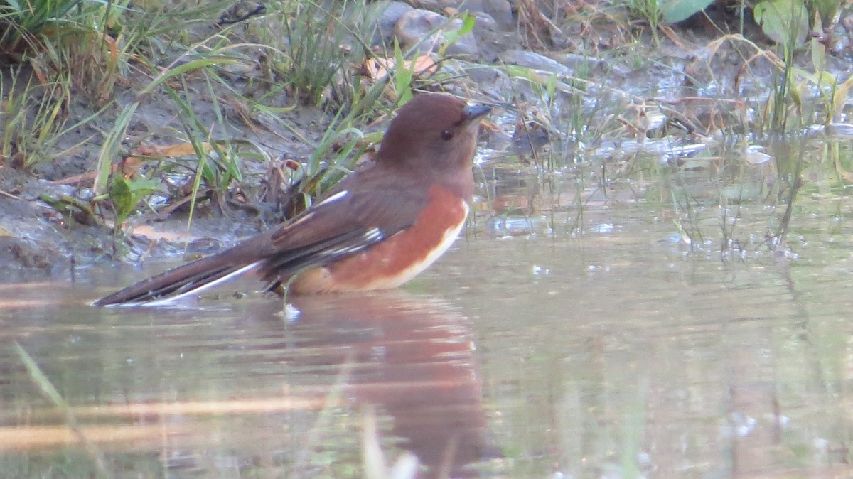 Eastern Towhee - ML117000051