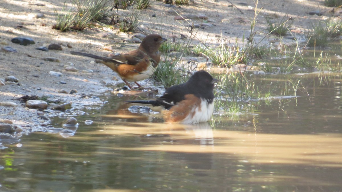 Eastern Towhee - ML117000061