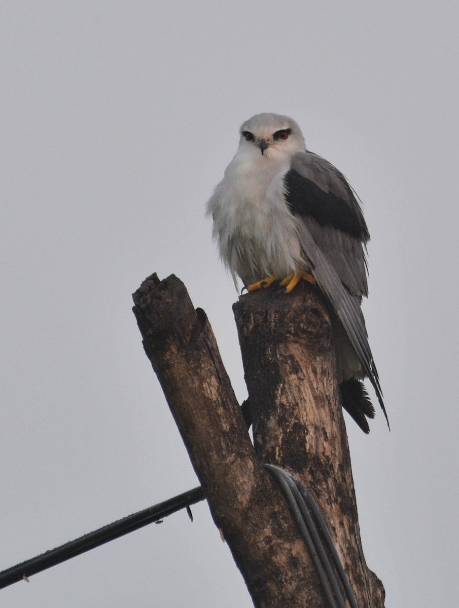 Black-winged Kite - ML117000091