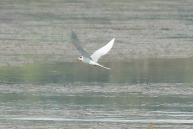 River Tern - Sandeep Channappa