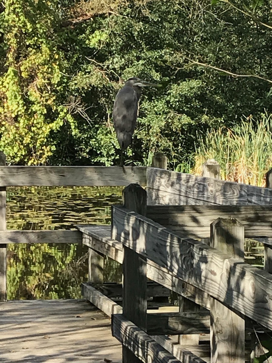 Great Blue Heron - ML117001761