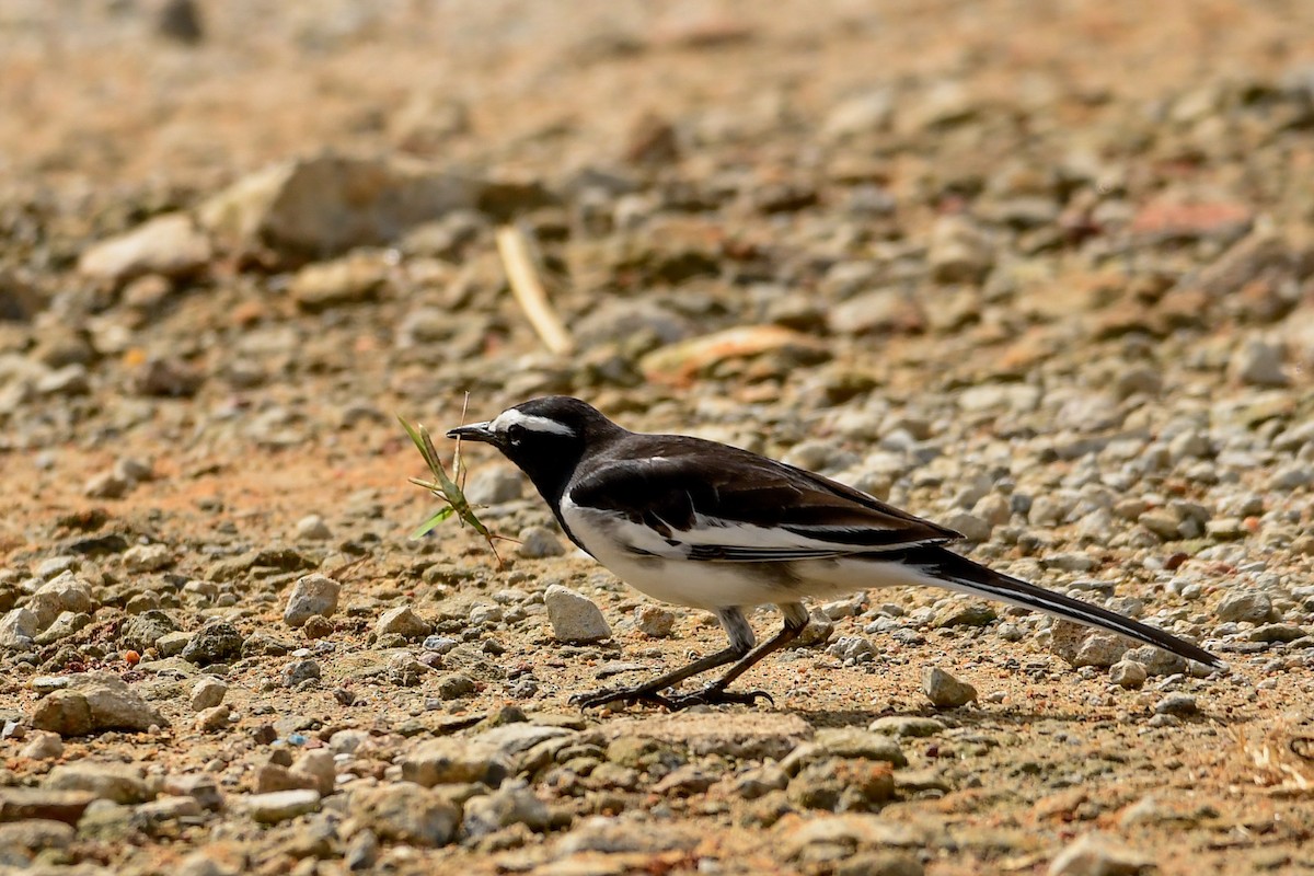 White-browed Wagtail - ML117002461