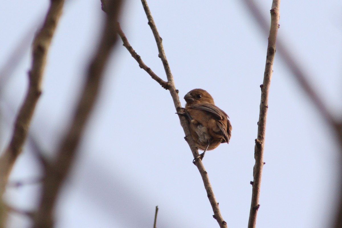 White-bellied Seedeater - ML117002881