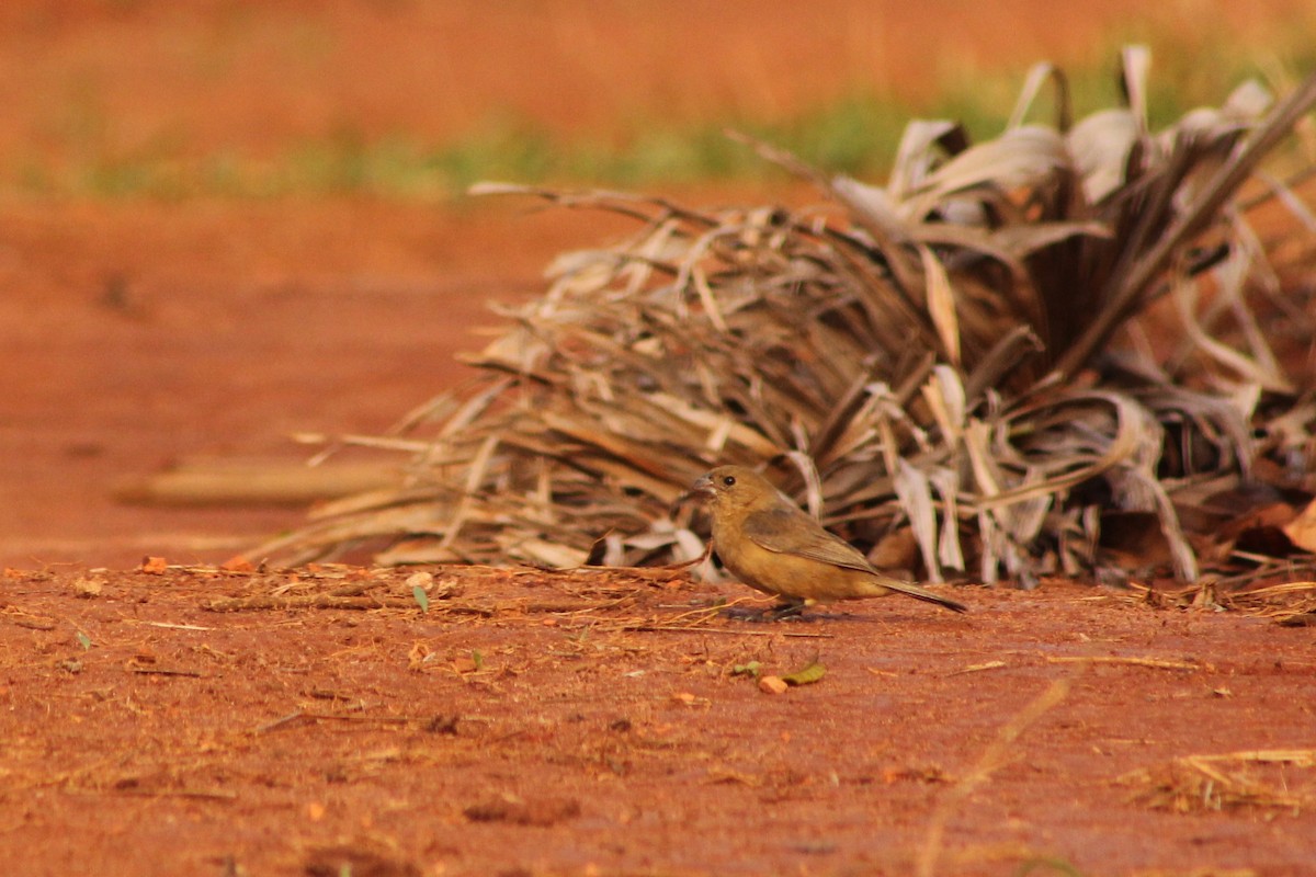 White-bellied Seedeater - ML117002901