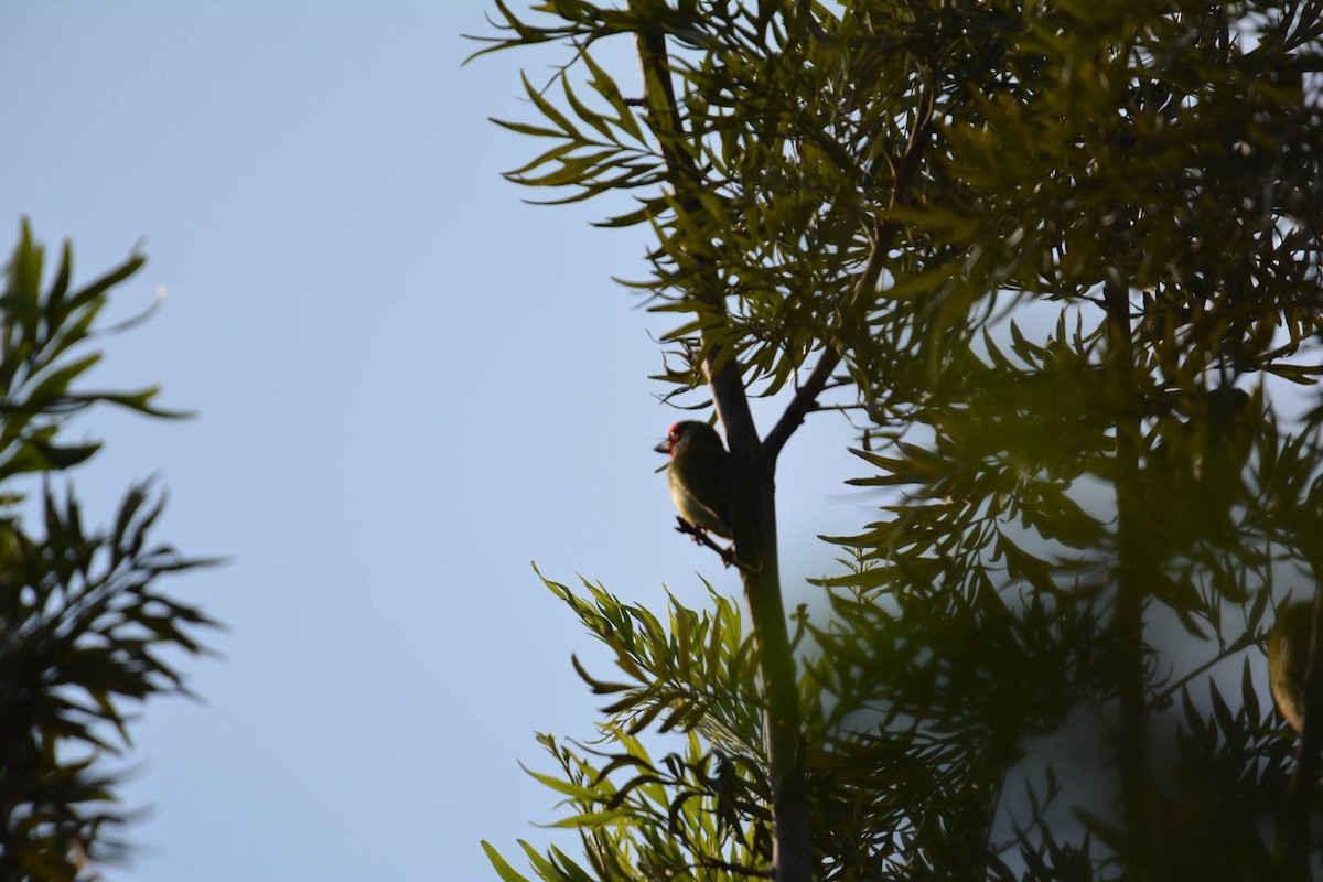 Malabar Barbet - ML117003361