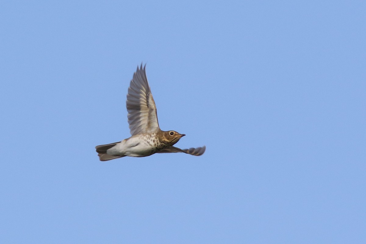 Swainson's Thrush (Olive-backed) - Michael O'Brien