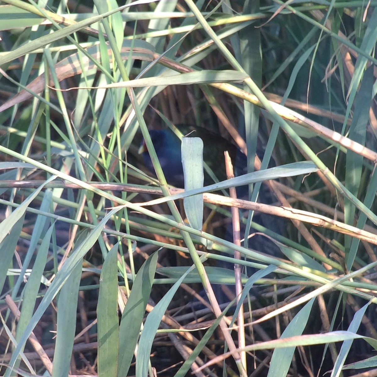 Purple Gallinule - ML117003861