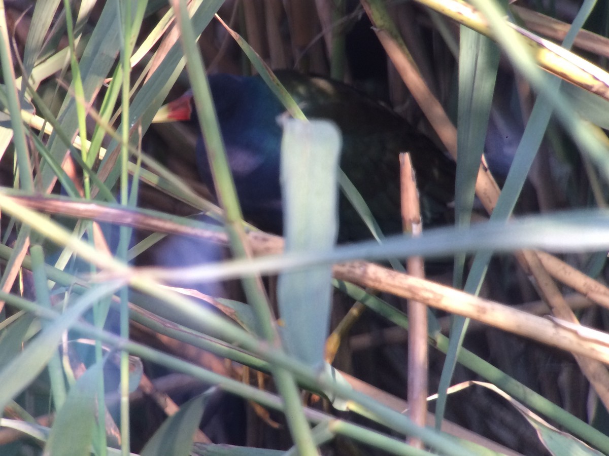 Purple Gallinule - ML117003871