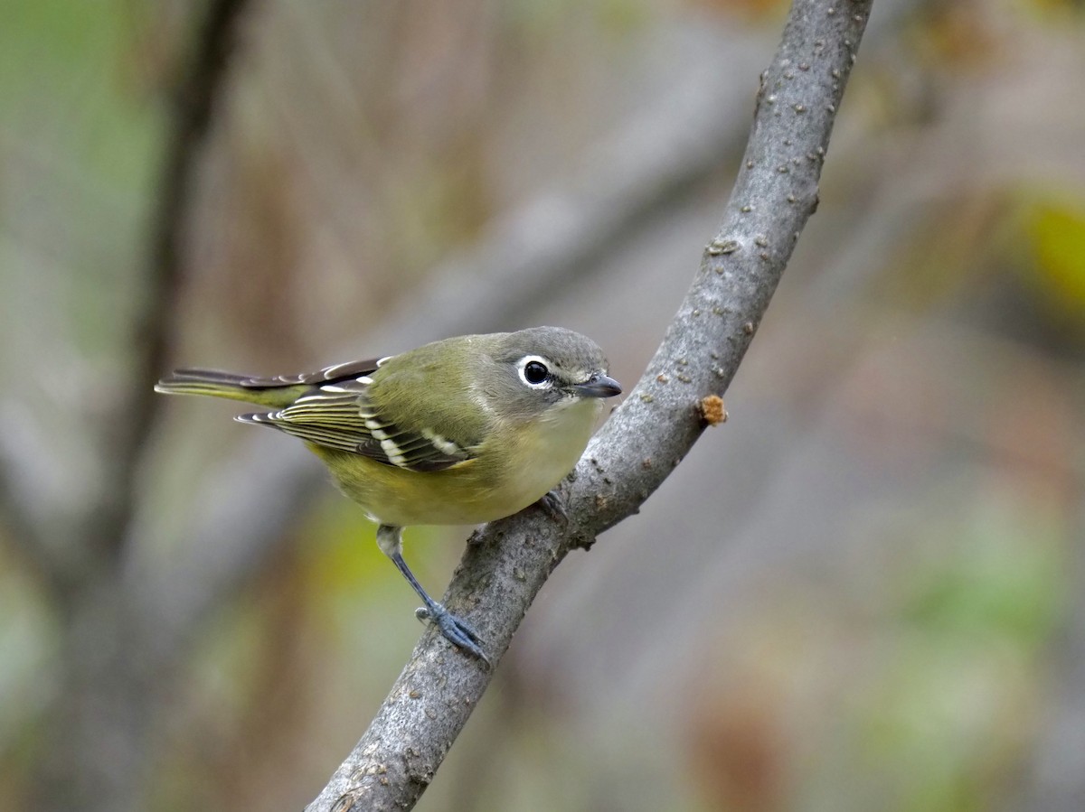 Blue-headed Vireo - ML117004001