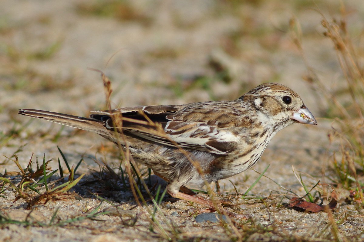 Lark Bunting - ML117005441