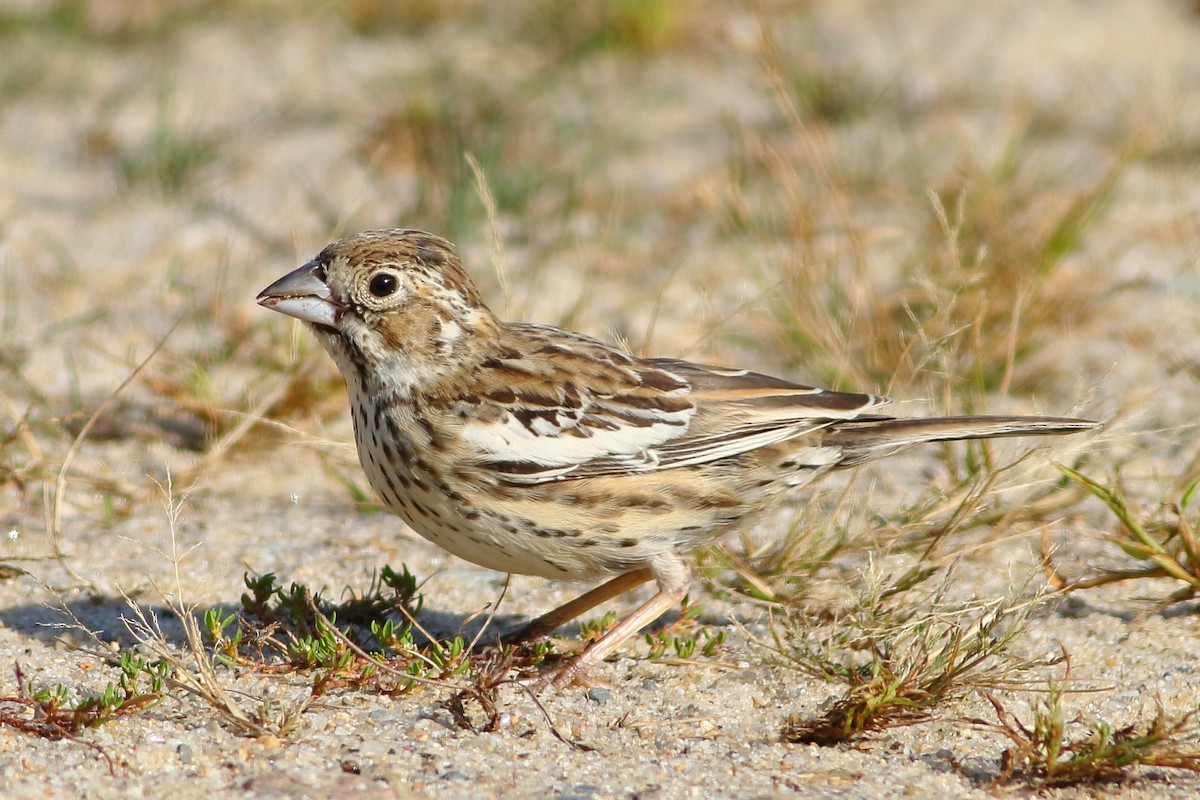 Lark Bunting - ML117005471