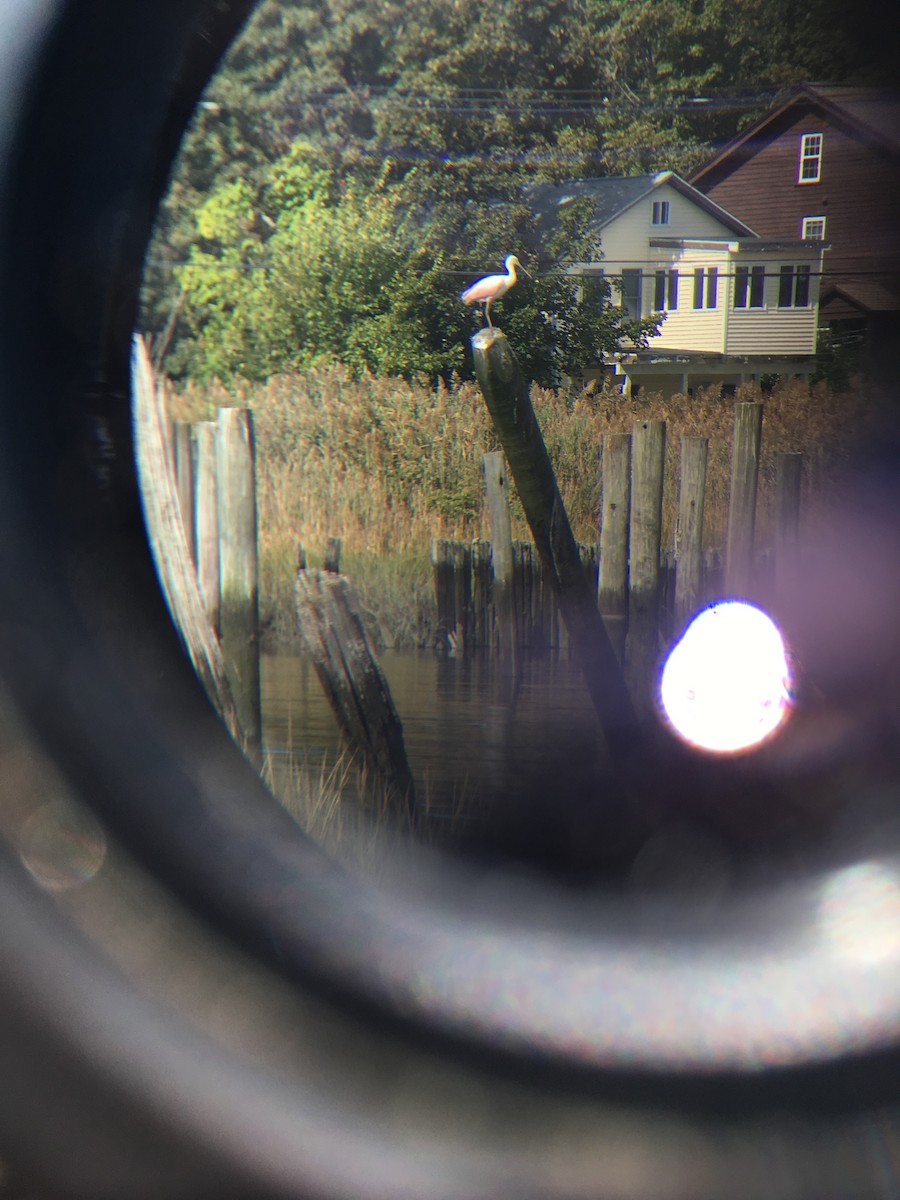 Roseate Spoonbill - ML117006111