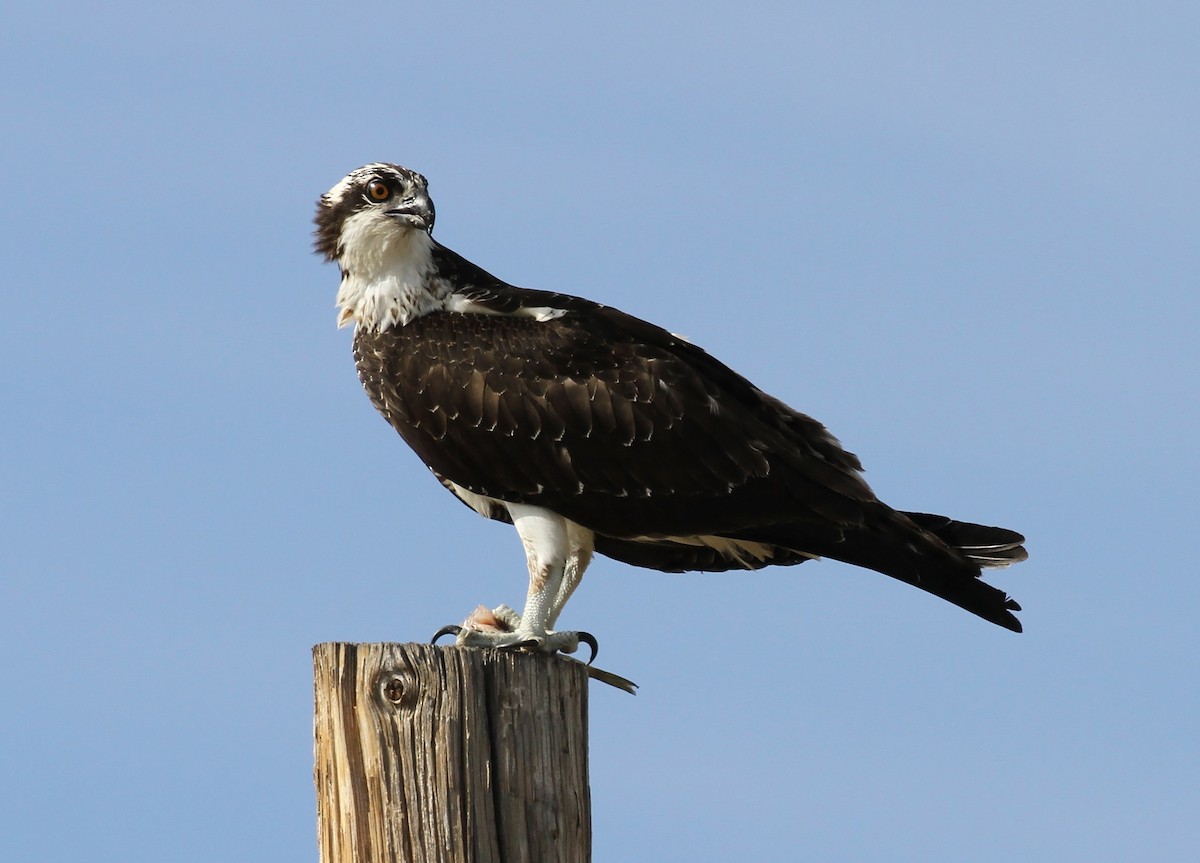 Osprey - Craig Thayer