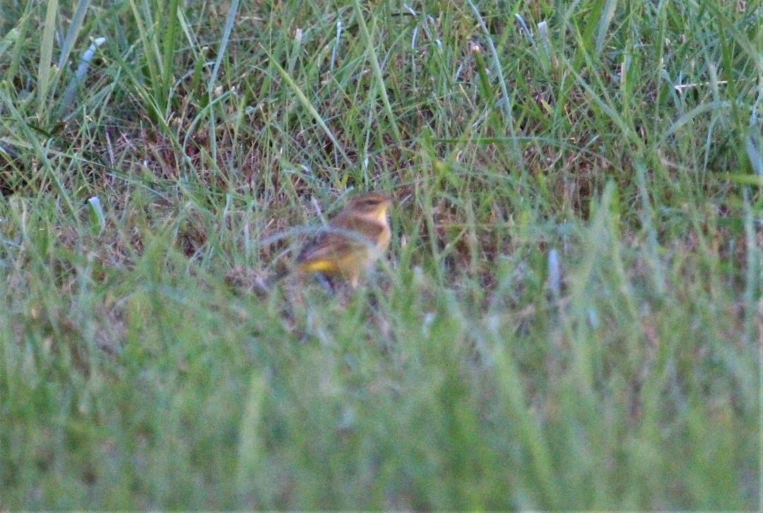 Palm Warbler (Western) - ML117006431