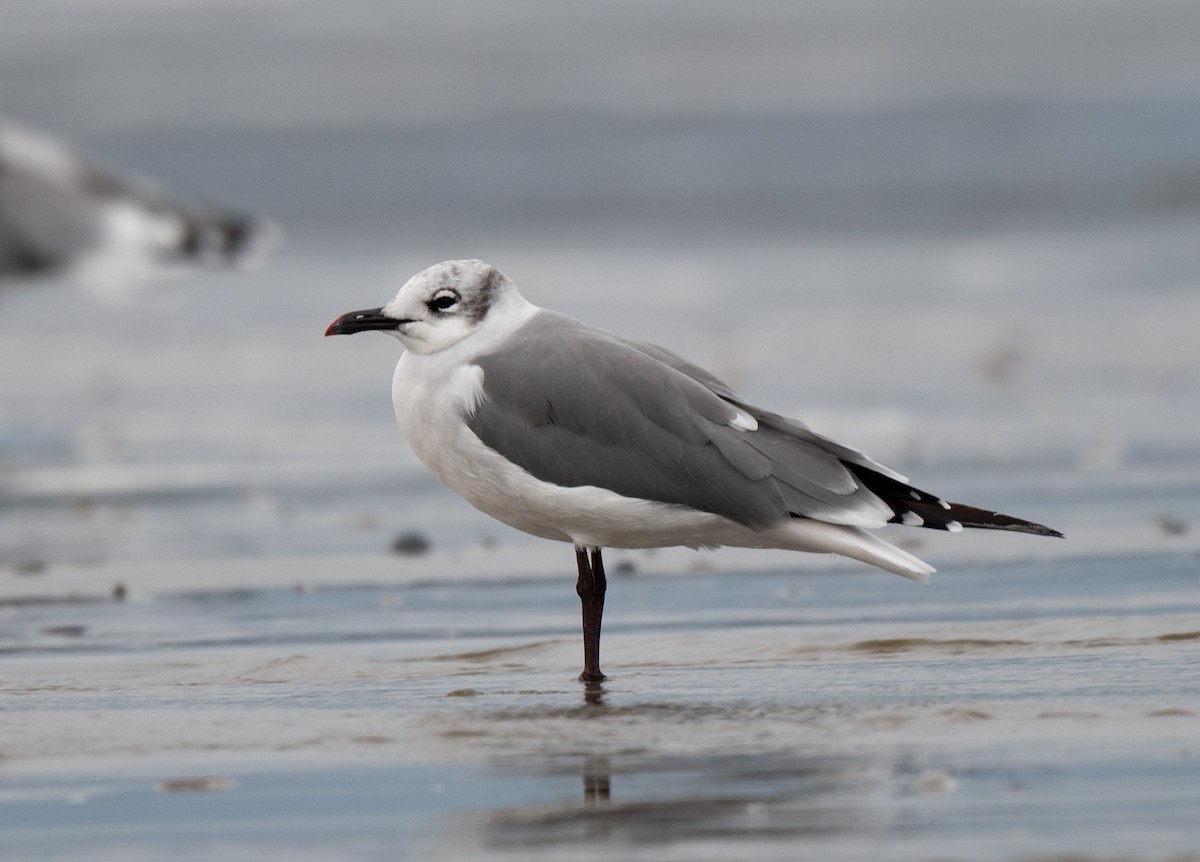 Laughing Gull - Leo McKillop