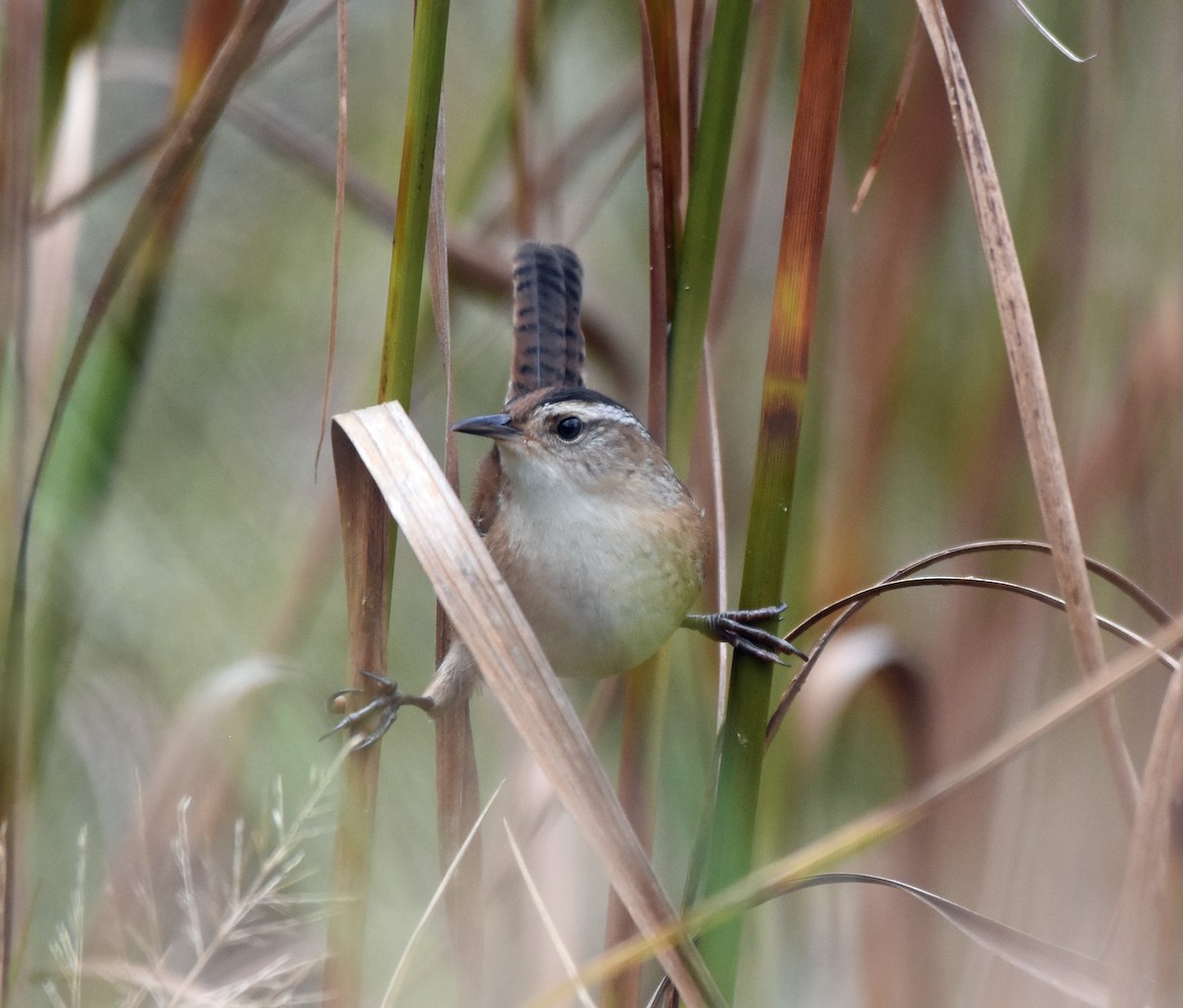 Marsh Wren - Bob Zaremba