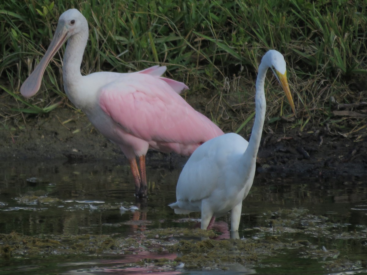 Roseate Spoonbill - ML117010281