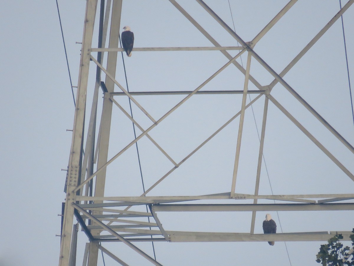 Bald Eagle - Tom Amico