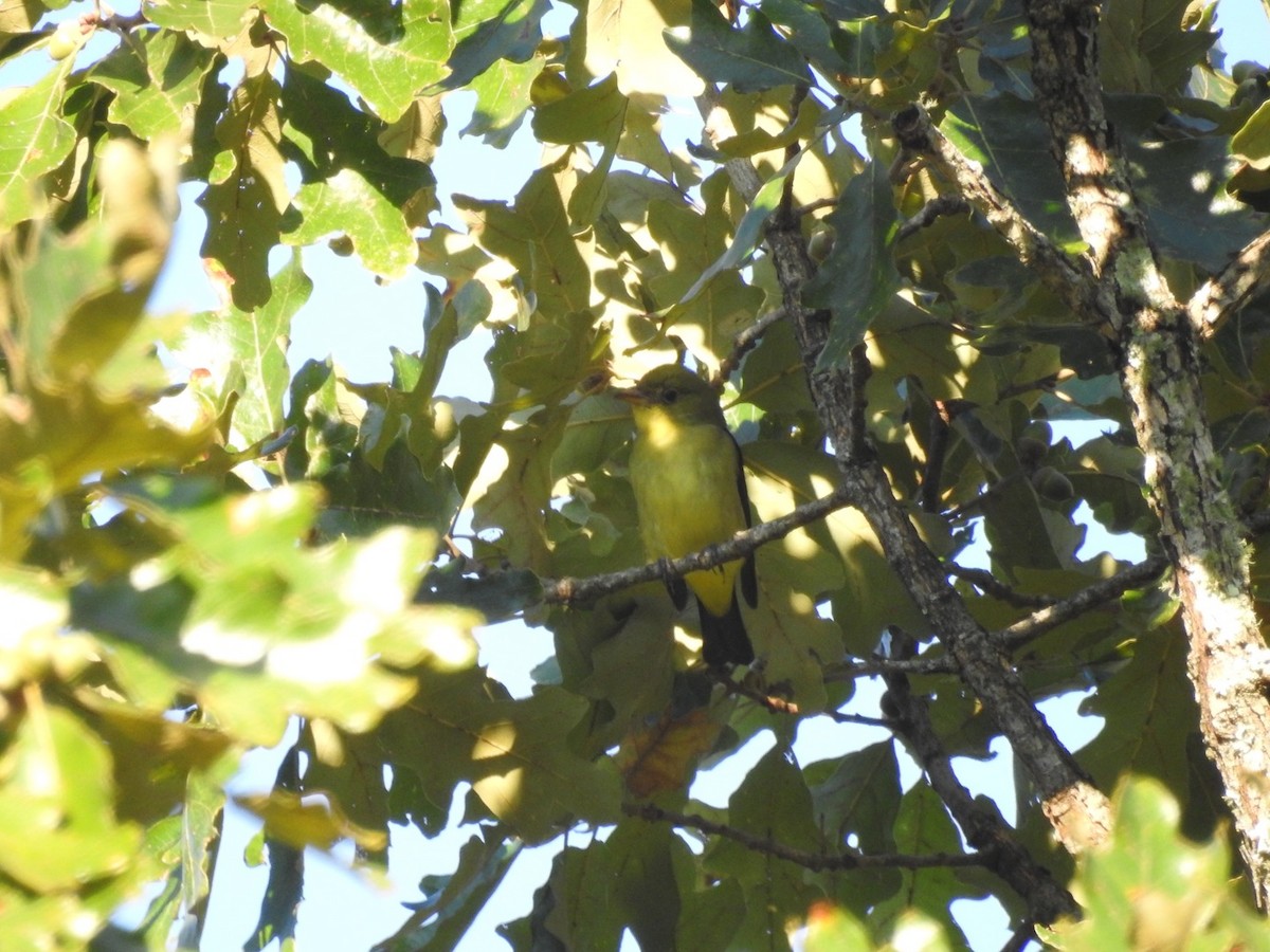 Scarlet Tanager - ML117011841