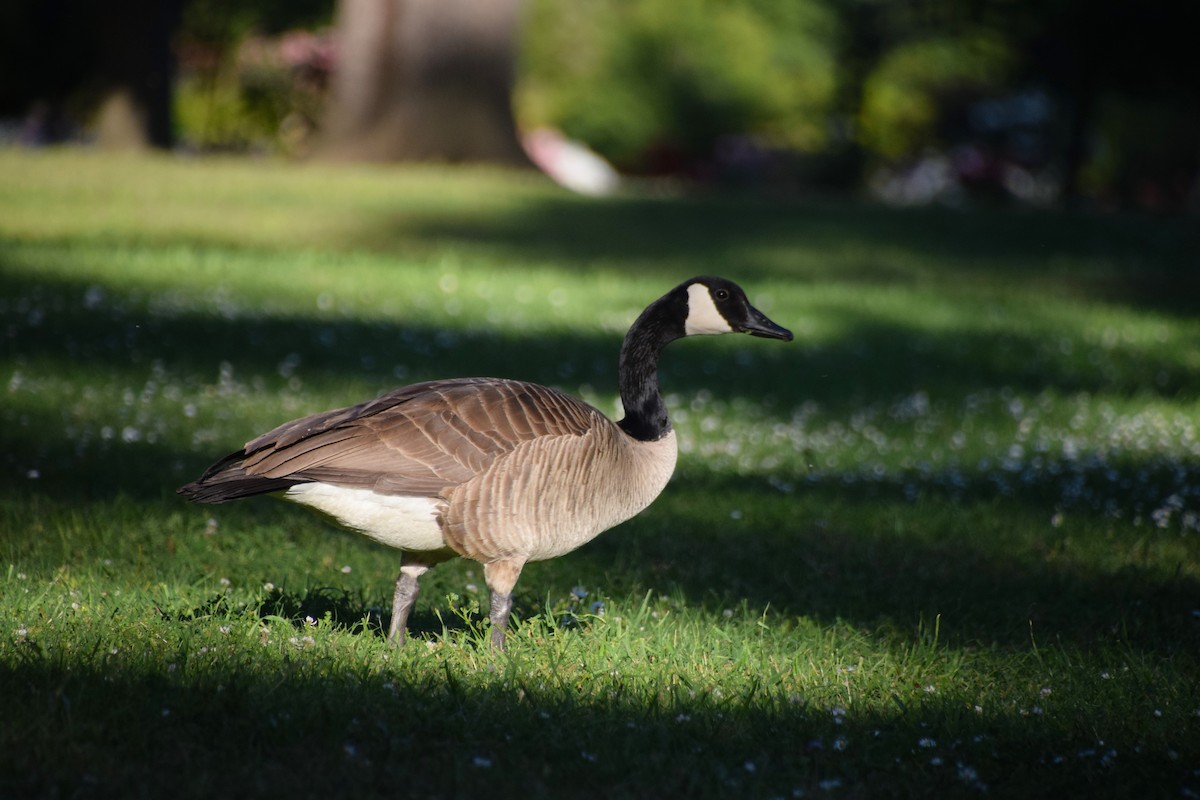 Canada Goose - ML117012421