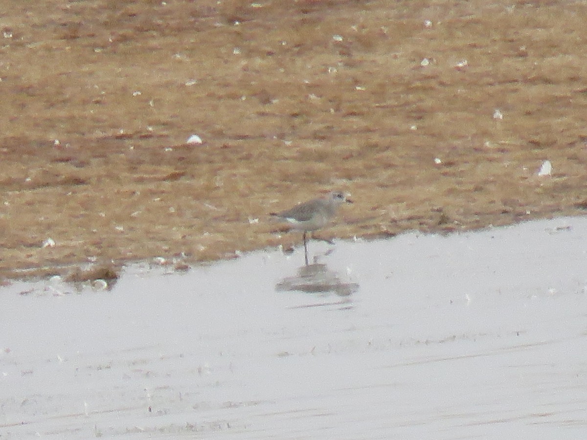 American Golden-Plover - ML117013201