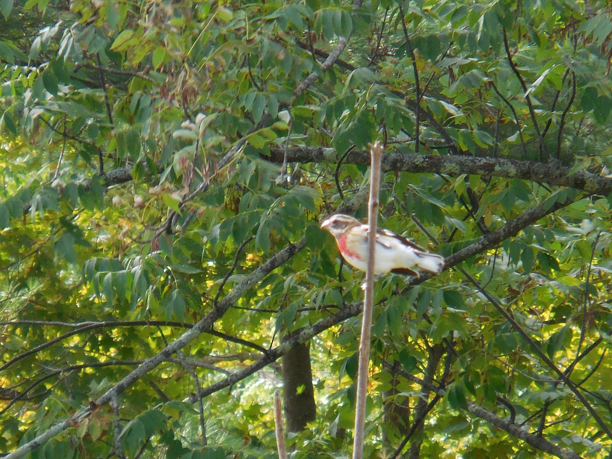 Cardinal à poitrine rose - ML117013891