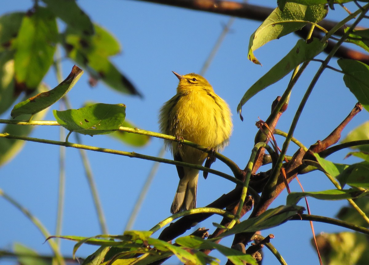 Prairie Warbler - Mark Goodwin