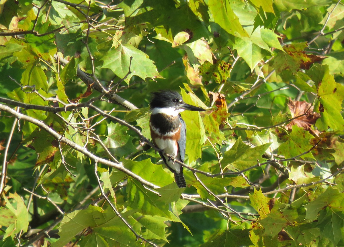 Belted Kingfisher - Mark Goodwin