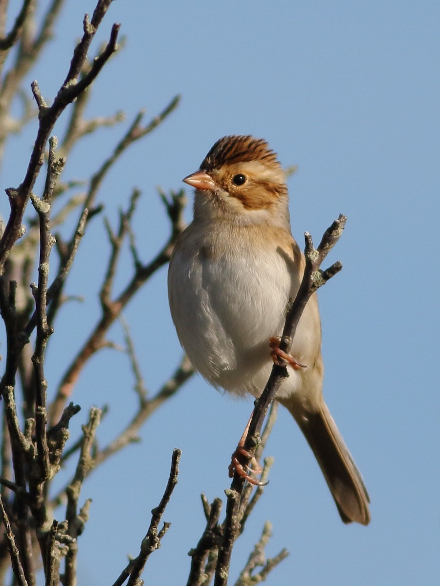 Clay-colored Sparrow - ML117016581