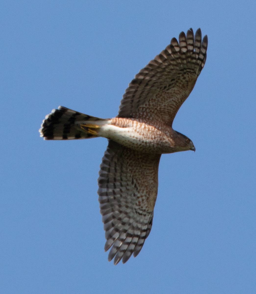 Cooper's Hawk - ML117017591