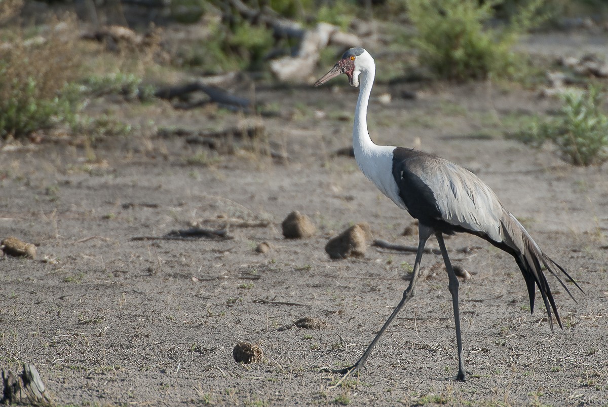 Wattled Crane - ML117018641