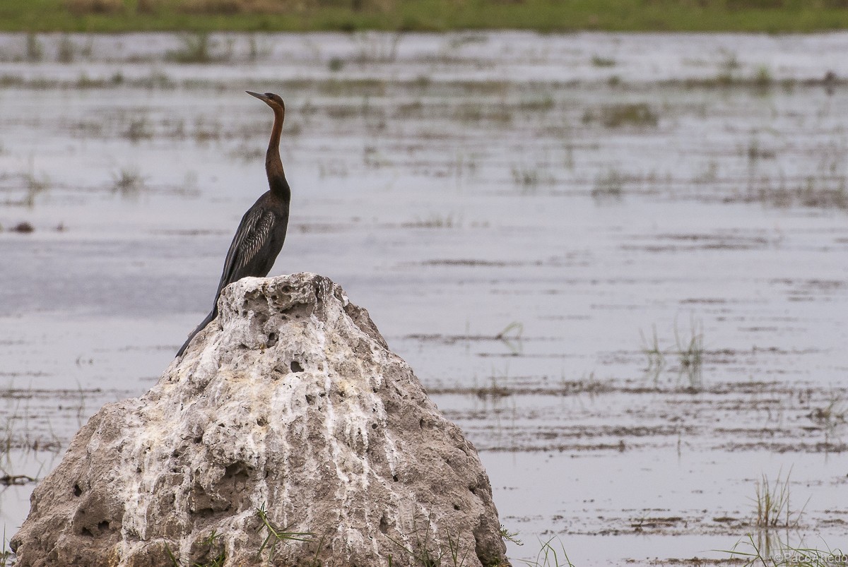 African Darter - Francisco Ahedo Fernandez