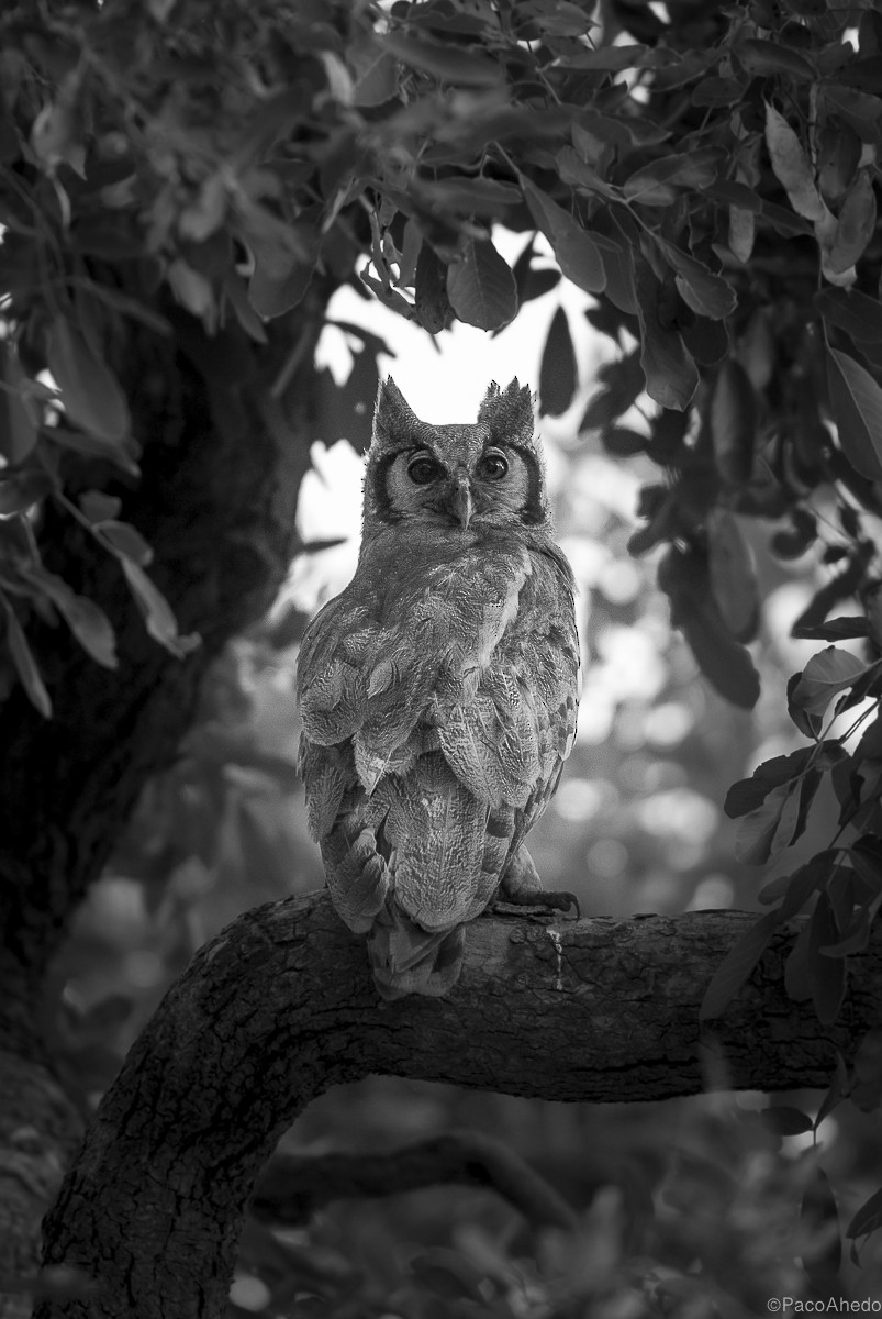 Verreaux's Eagle-Owl - Francisco Ahedo Fernandez