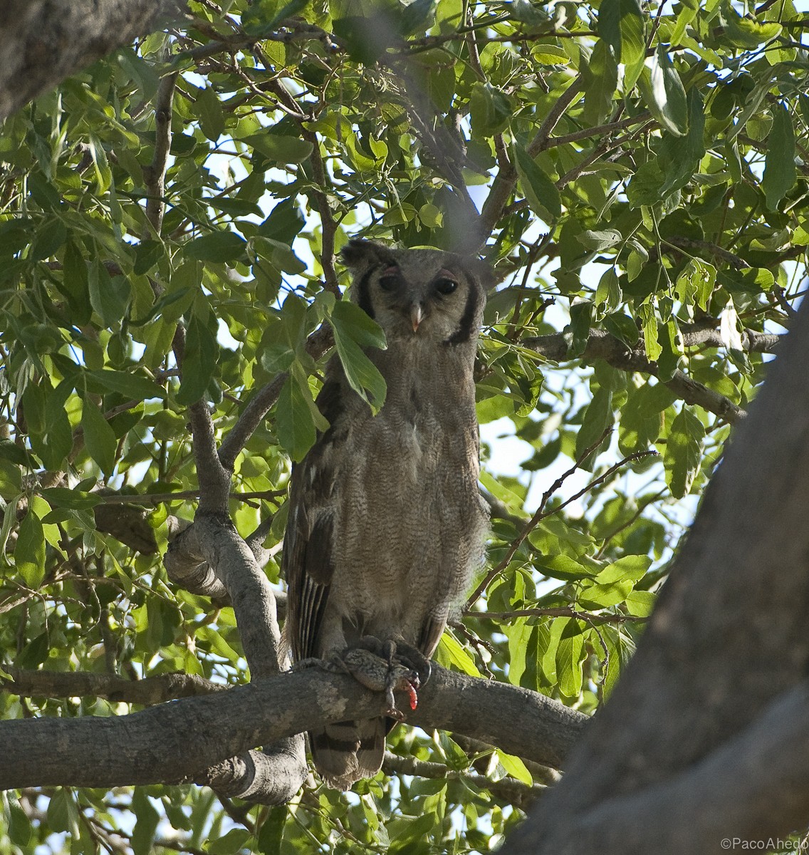 Verreaux's Eagle-Owl - Francisco Ahedo Fernandez