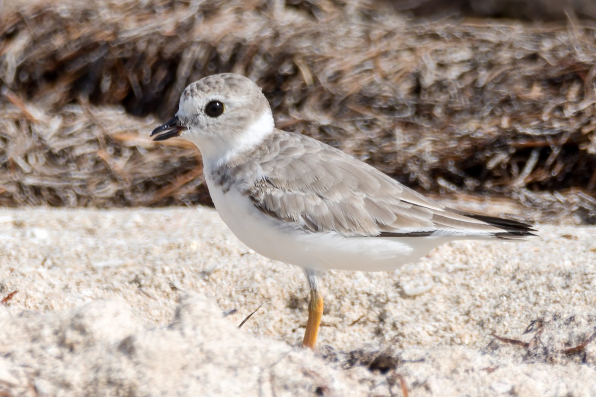 Piping Plover - ML117019301