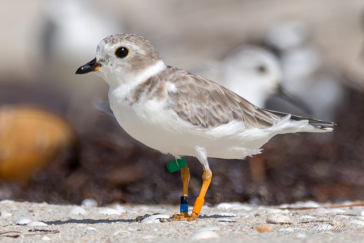 Piping Plover - ML117019431