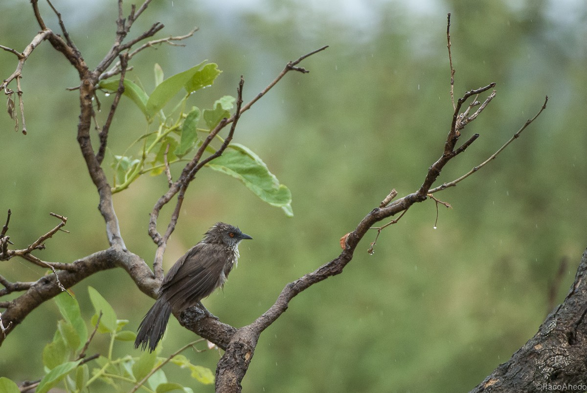 Arrow-marked Babbler - ML117019541