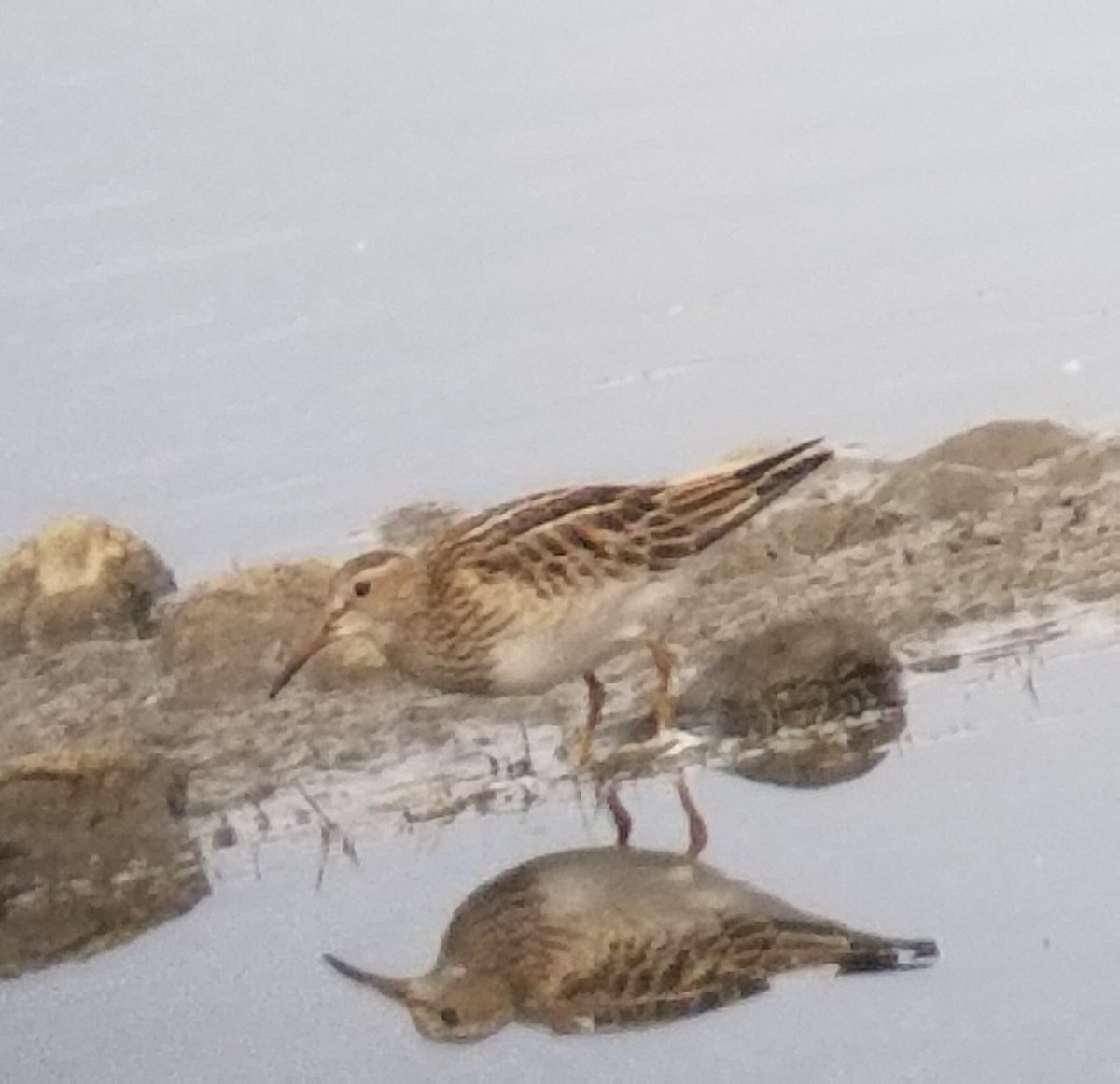 Pectoral Sandpiper - ML117019771