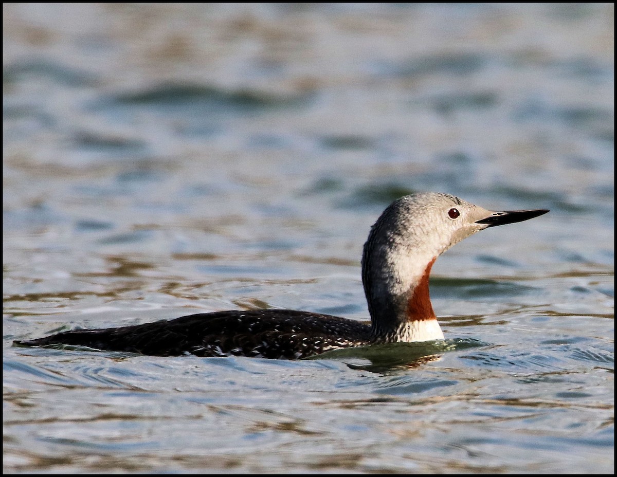 Red-throated Loon - Gale Diakuw