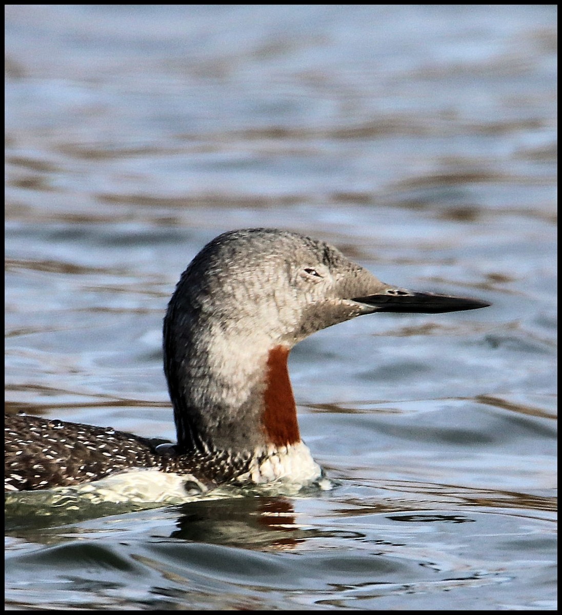 Red-throated Loon - Gale Diakuw