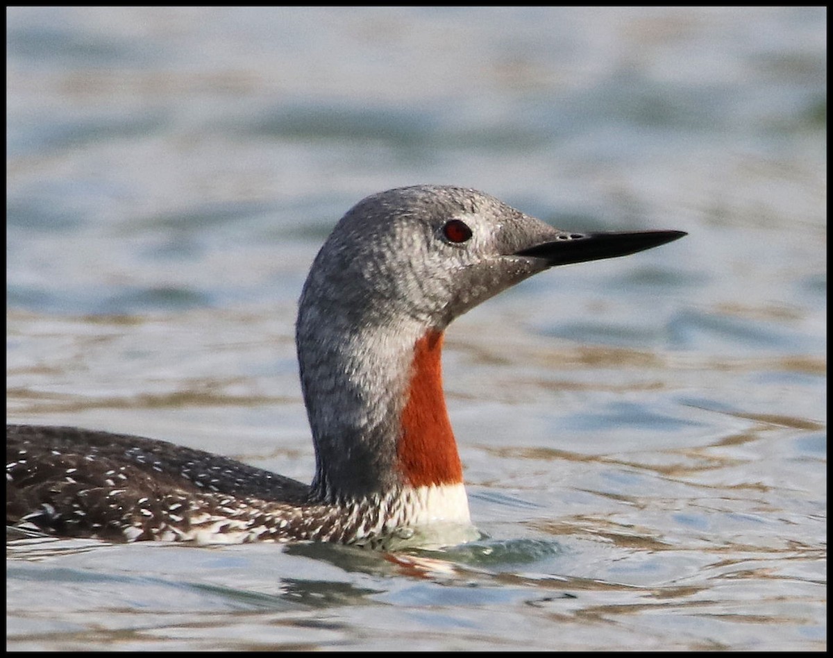 Red-throated Loon - Gale Diakuw