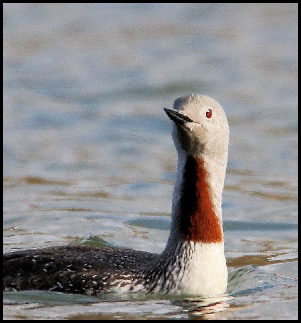 Red-throated Loon - Gale Diakuw