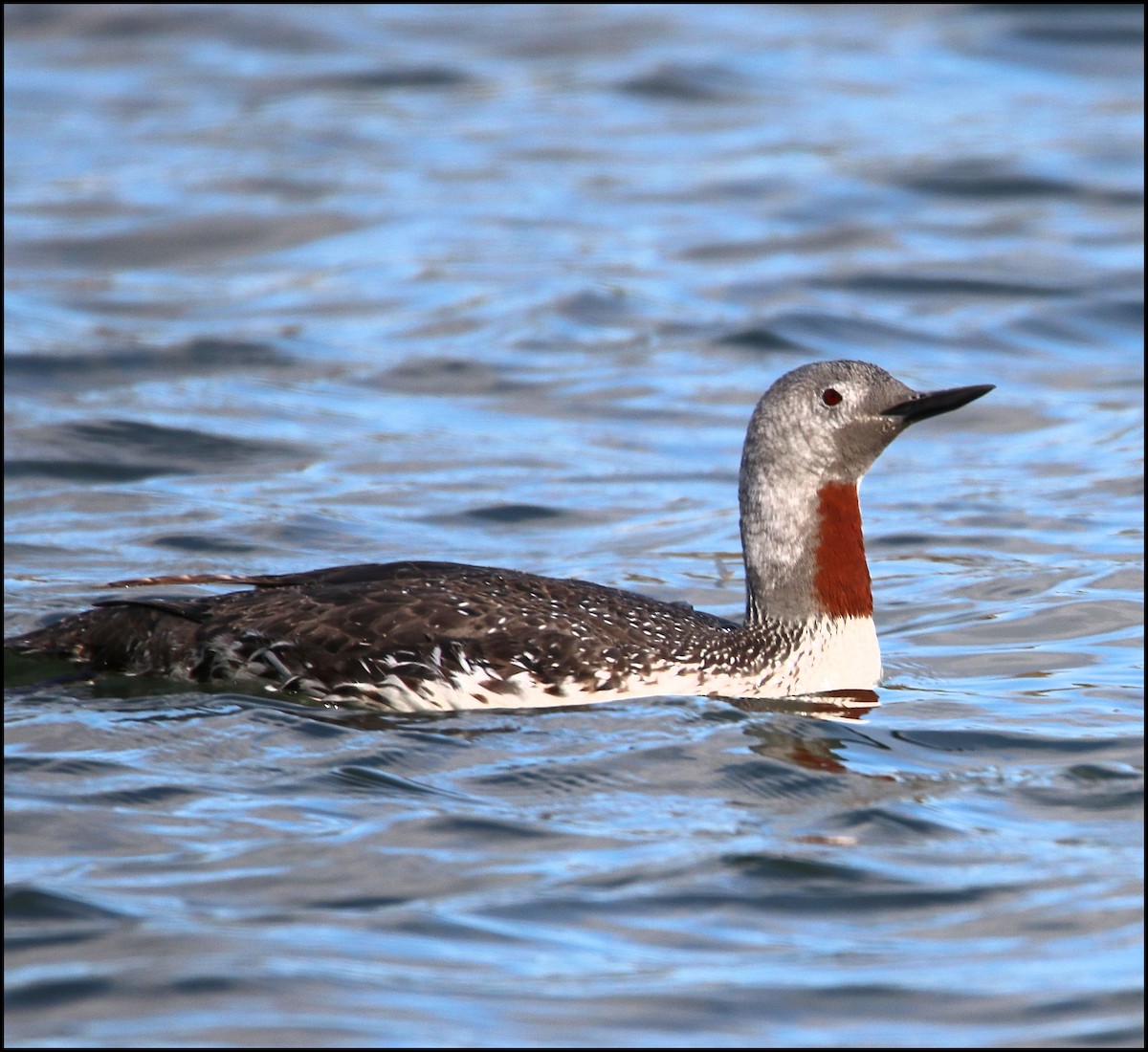 Red-throated Loon - Gale Diakuw