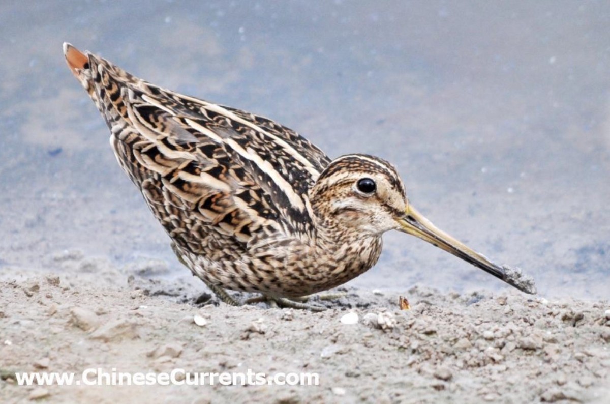 Pin-tailed Snipe - Steve Bale