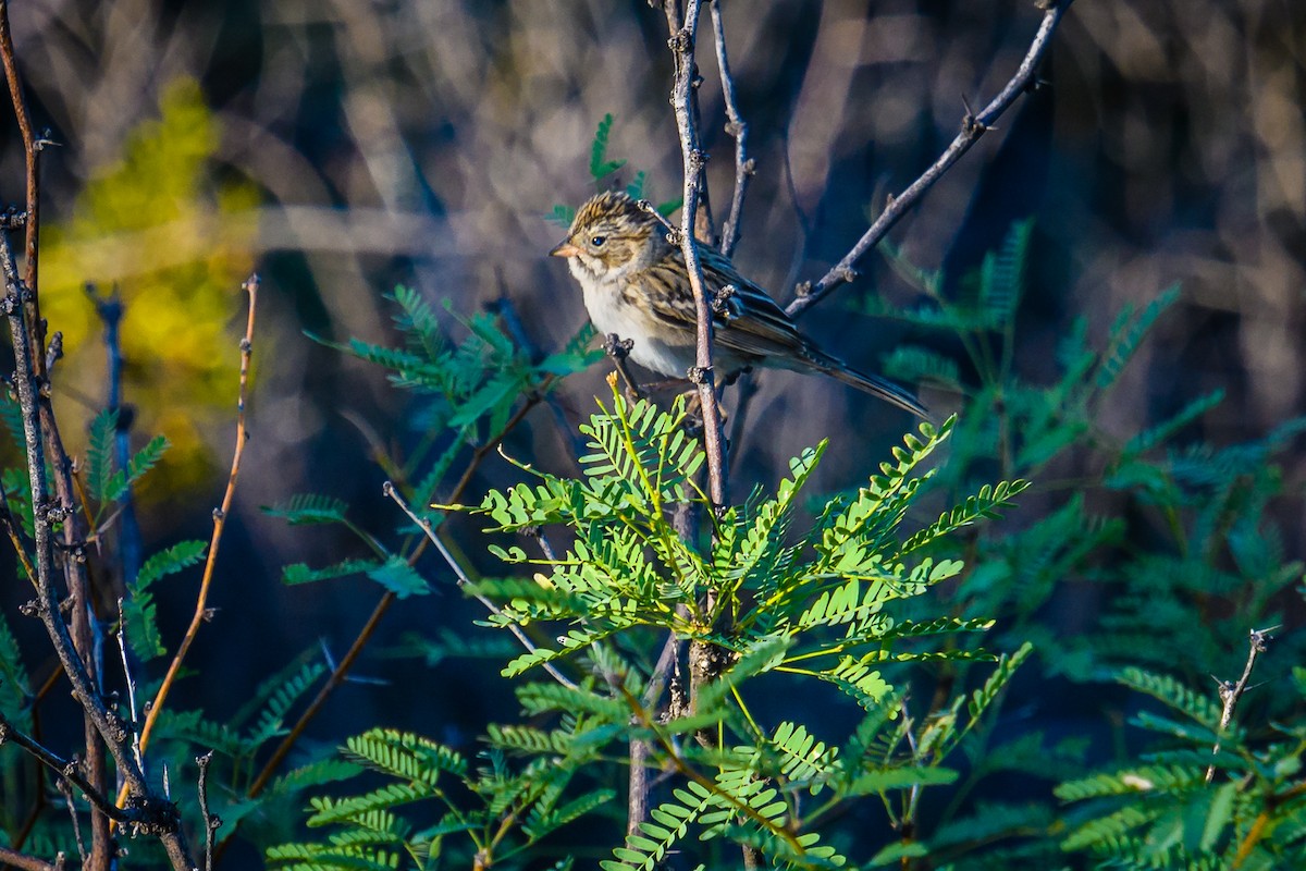 Brewer's Sparrow - ML117024331