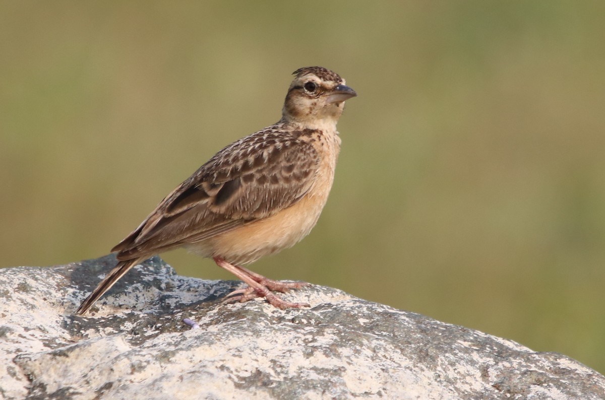 Tawny Lark - Bhaarat Vyas