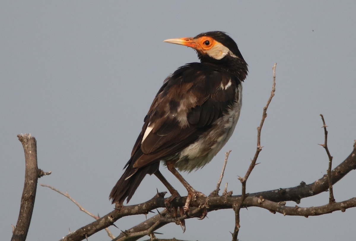 Indian Pied Starling - ML117030061