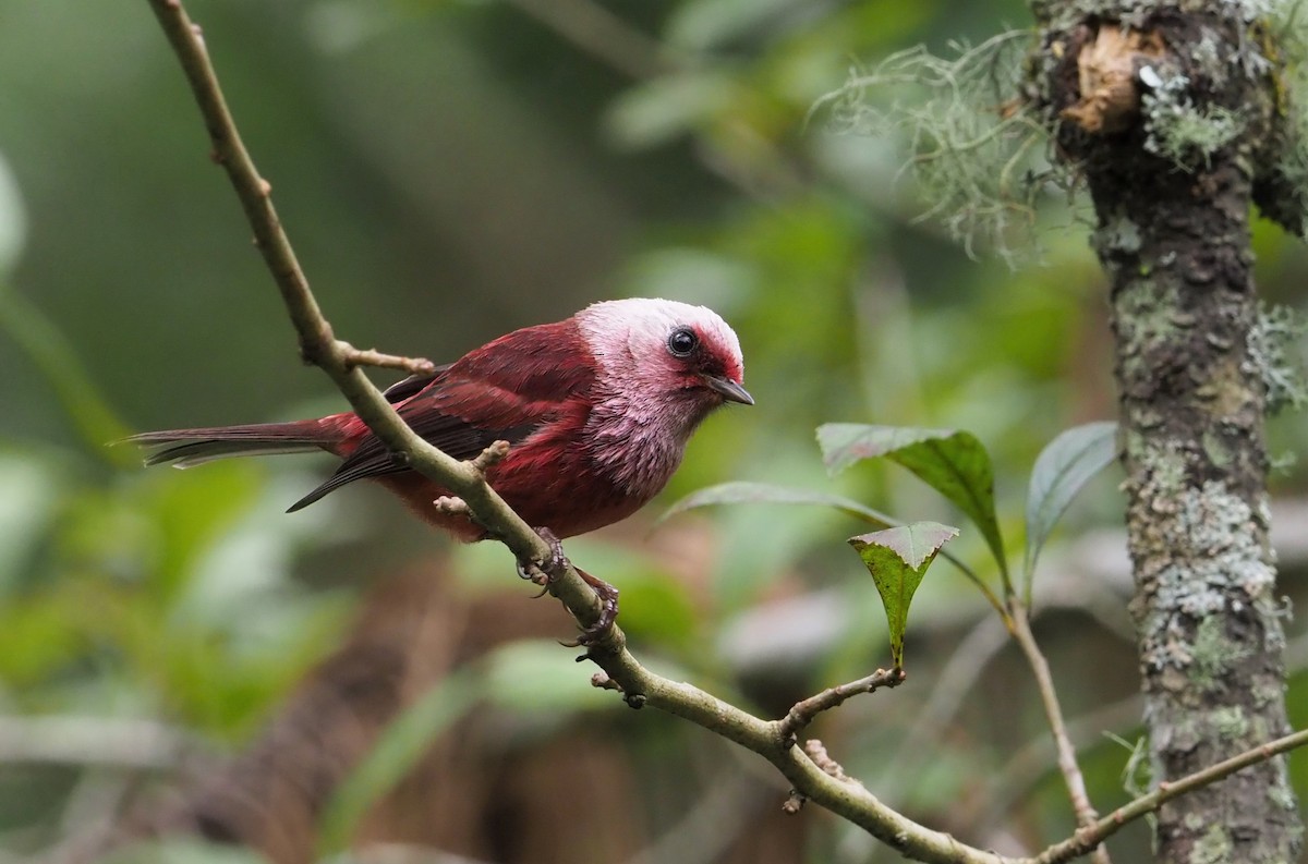 Pink-headed Warbler - Daniel Aldana | Ornis Birding Expeditions