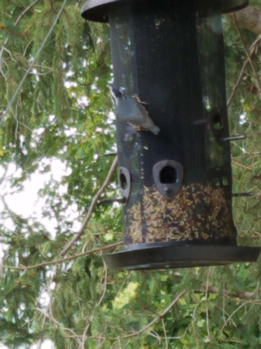 Red-breasted Nuthatch - Andy Gilbert