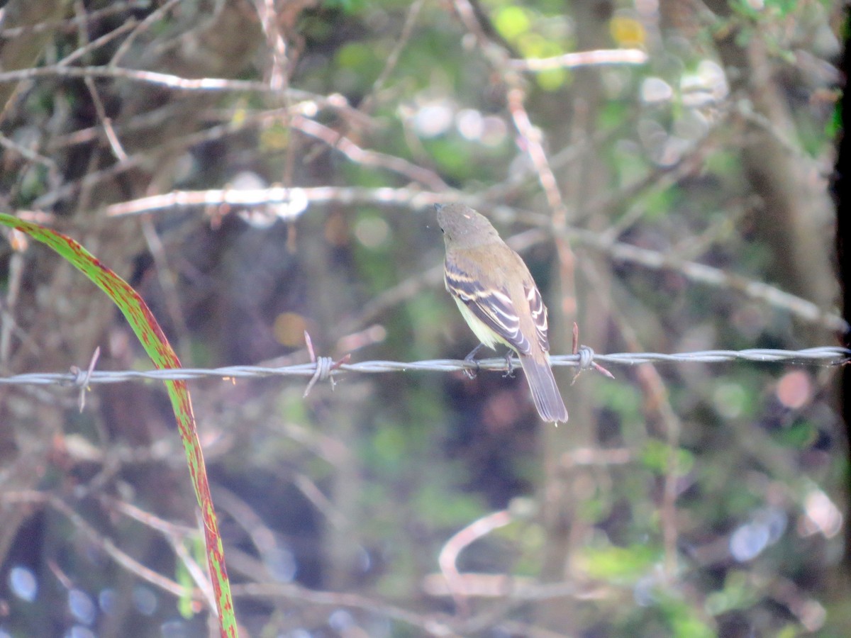 Yellow-bellied Flycatcher - ML117030961